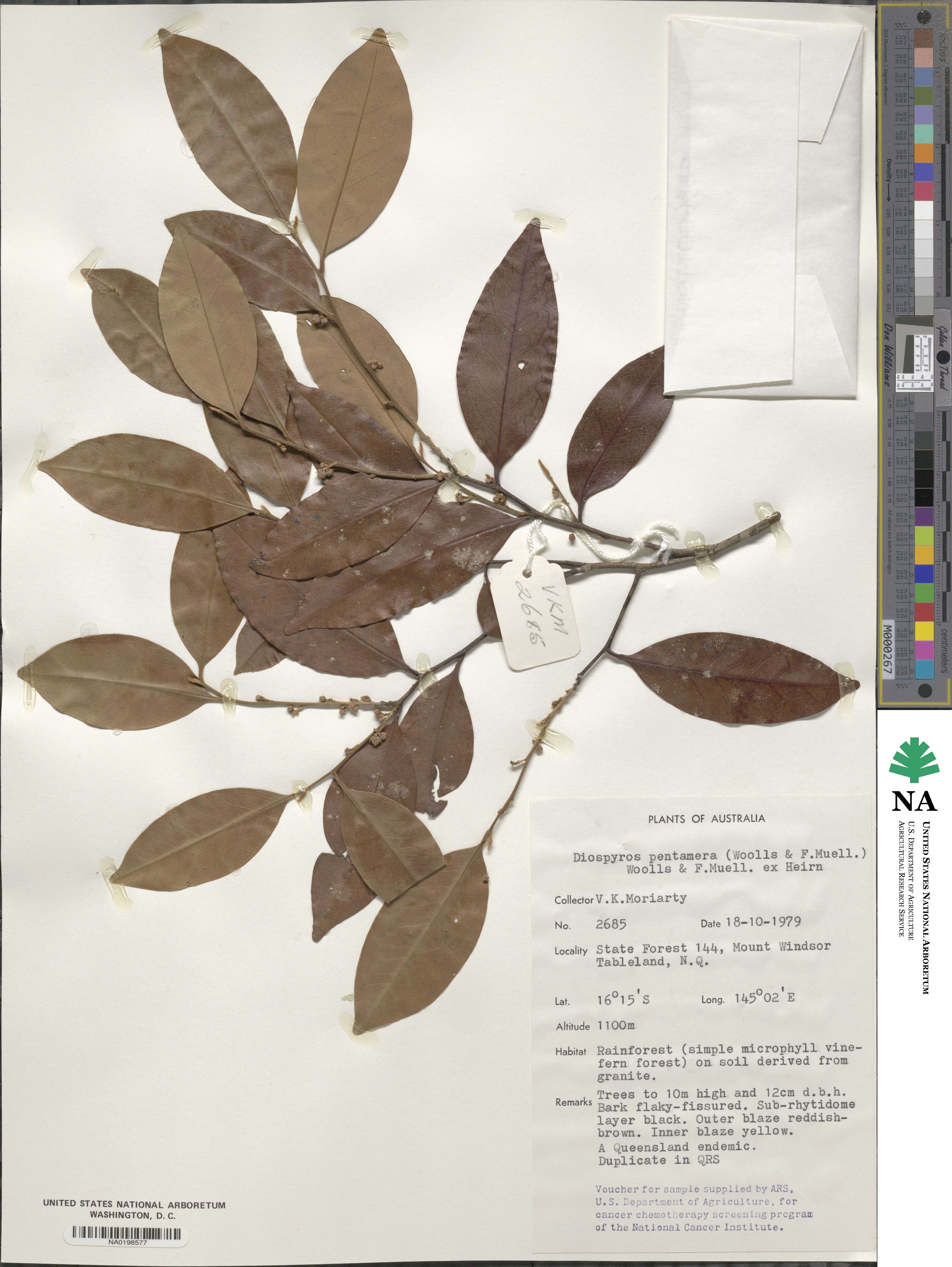 Diospyros pentamera image