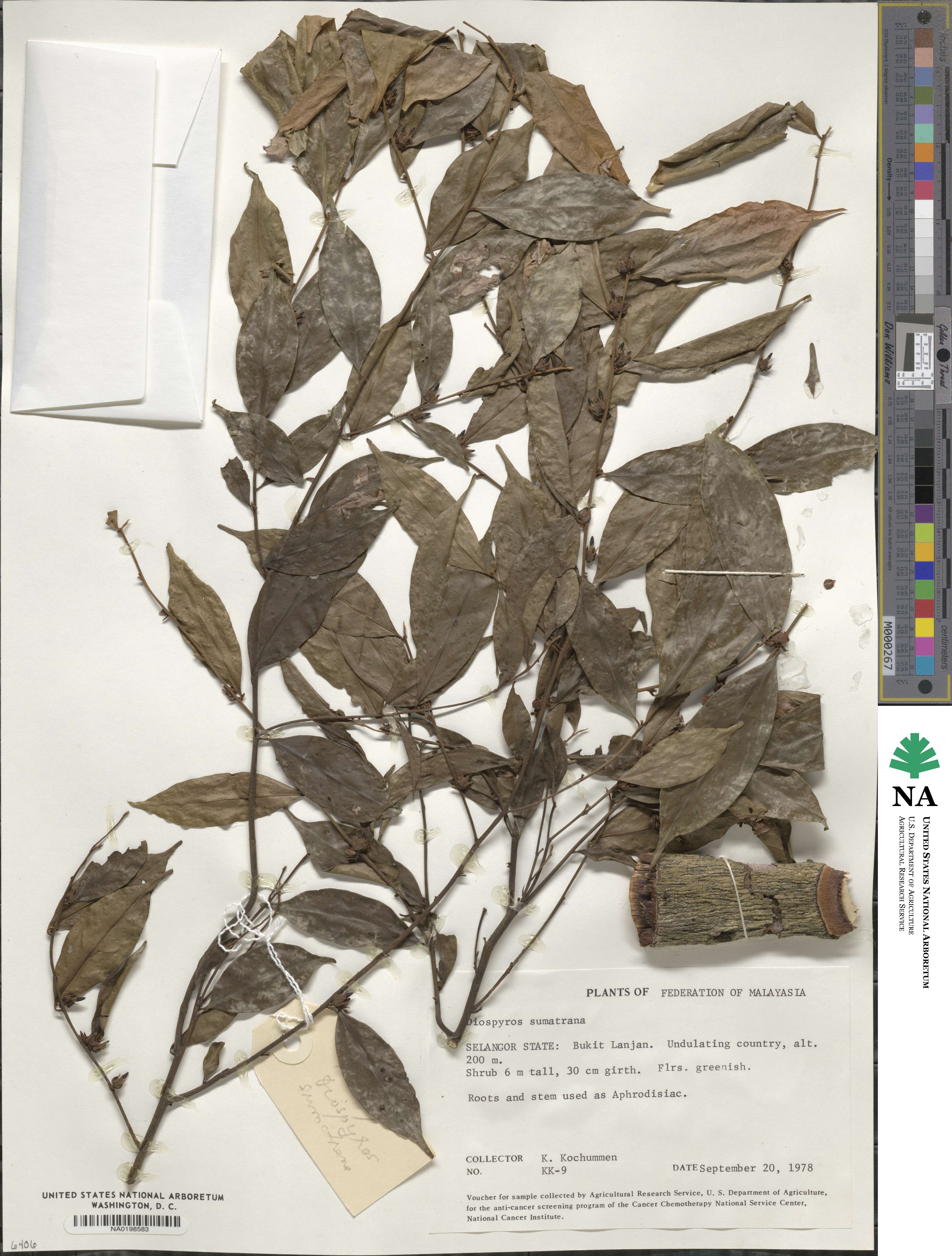 Diospyros sumatrana image