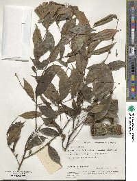 Diospyros sumatrana image