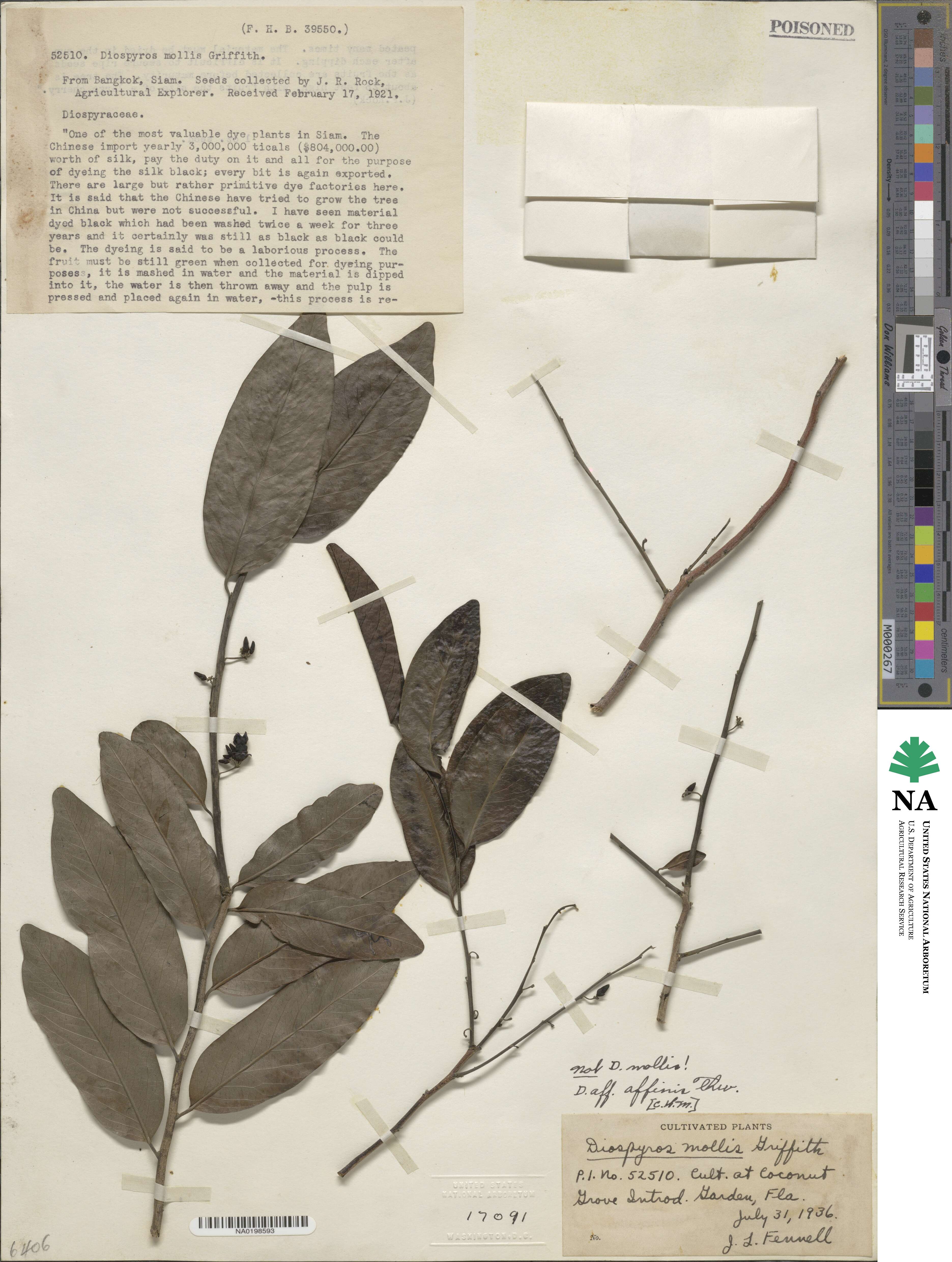 Diospyros affinis image