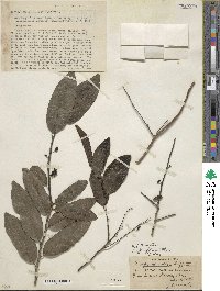 Diospyros affinis image