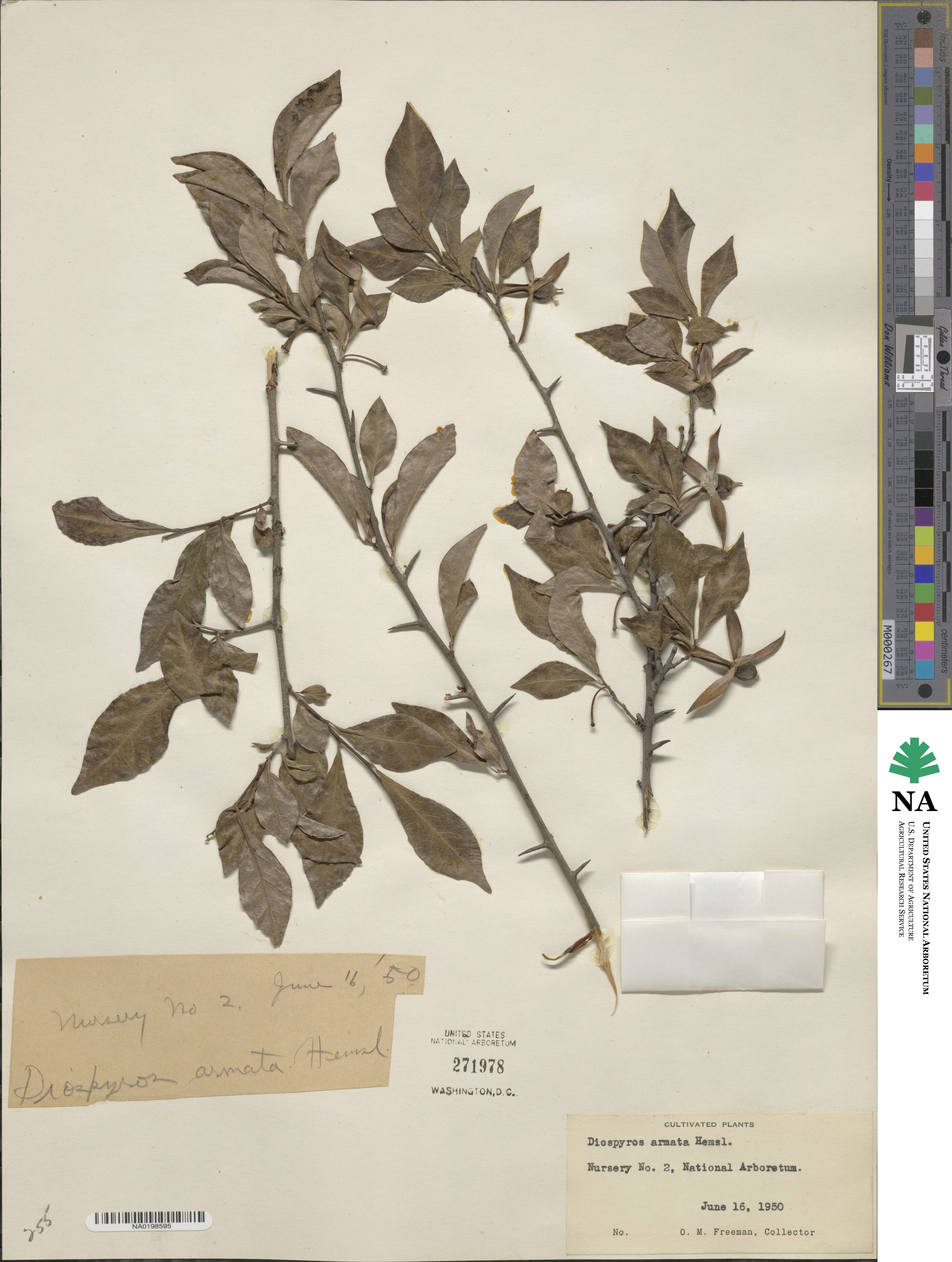 Diospyros armata image