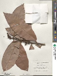 Diospyros blancoi image