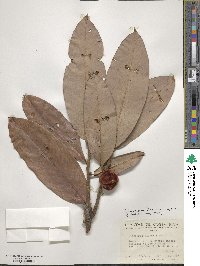 Diospyros blancoi image