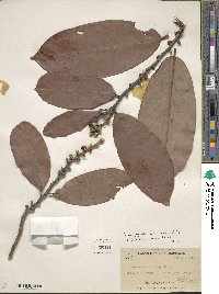 Diospyros blancoi image