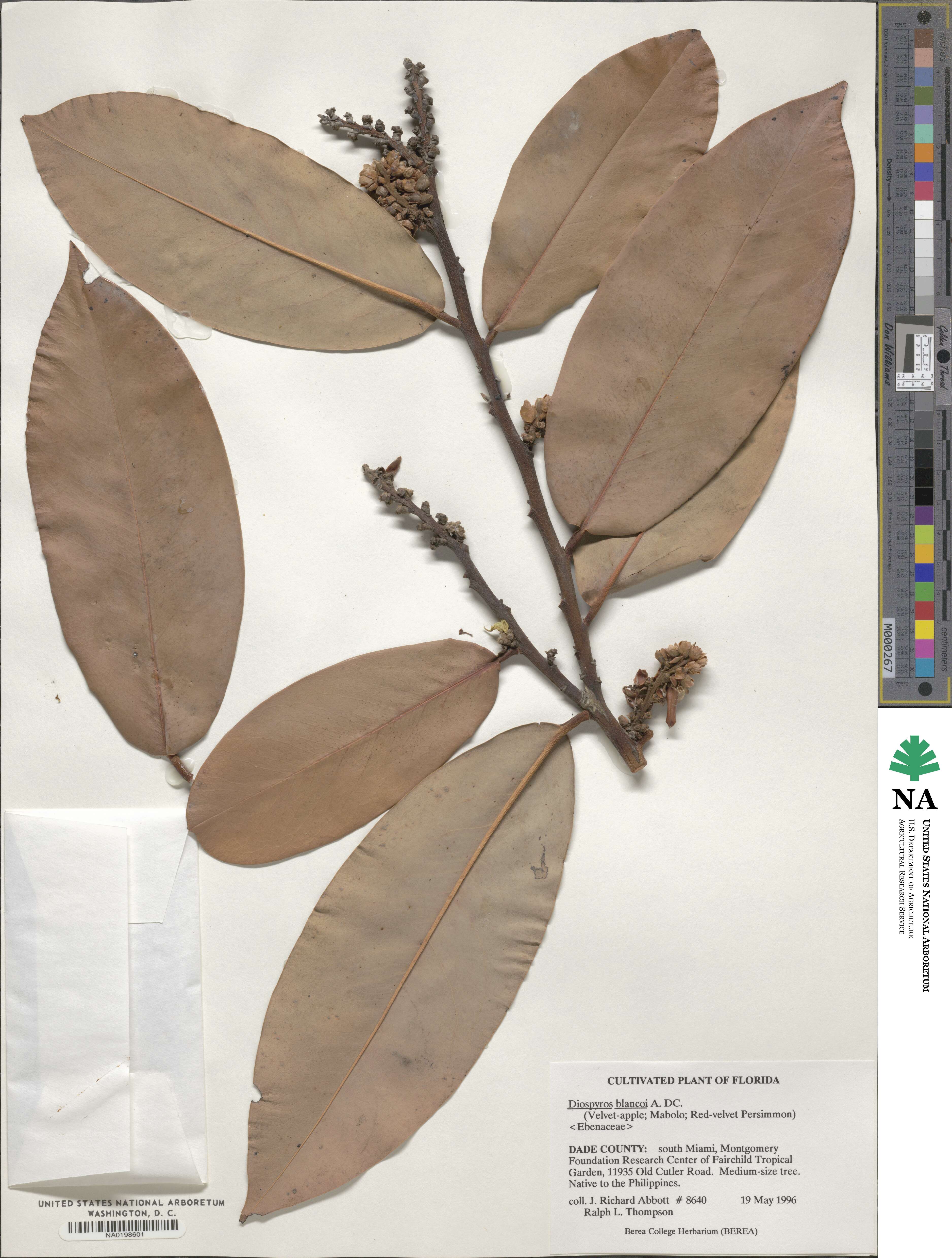 Diospyros blancoi image