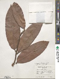 Diospyros blancoi image