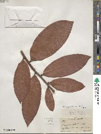 Diospyros blancoi image