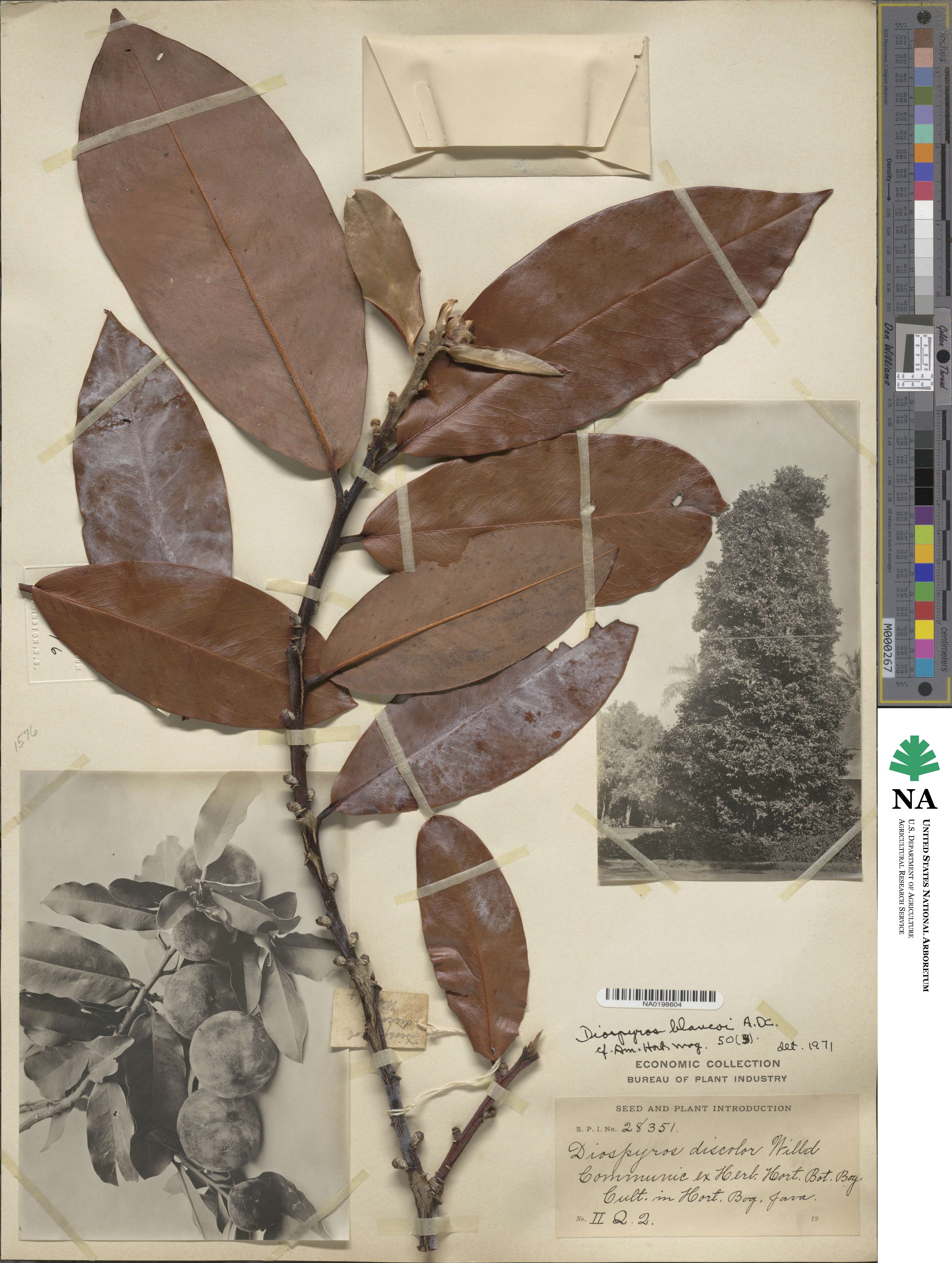 Diospyros blancoi image