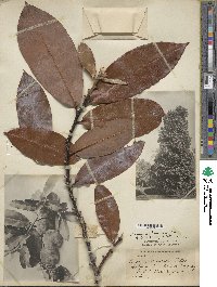 Diospyros blancoi image