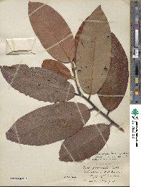 Diospyros blancoi image