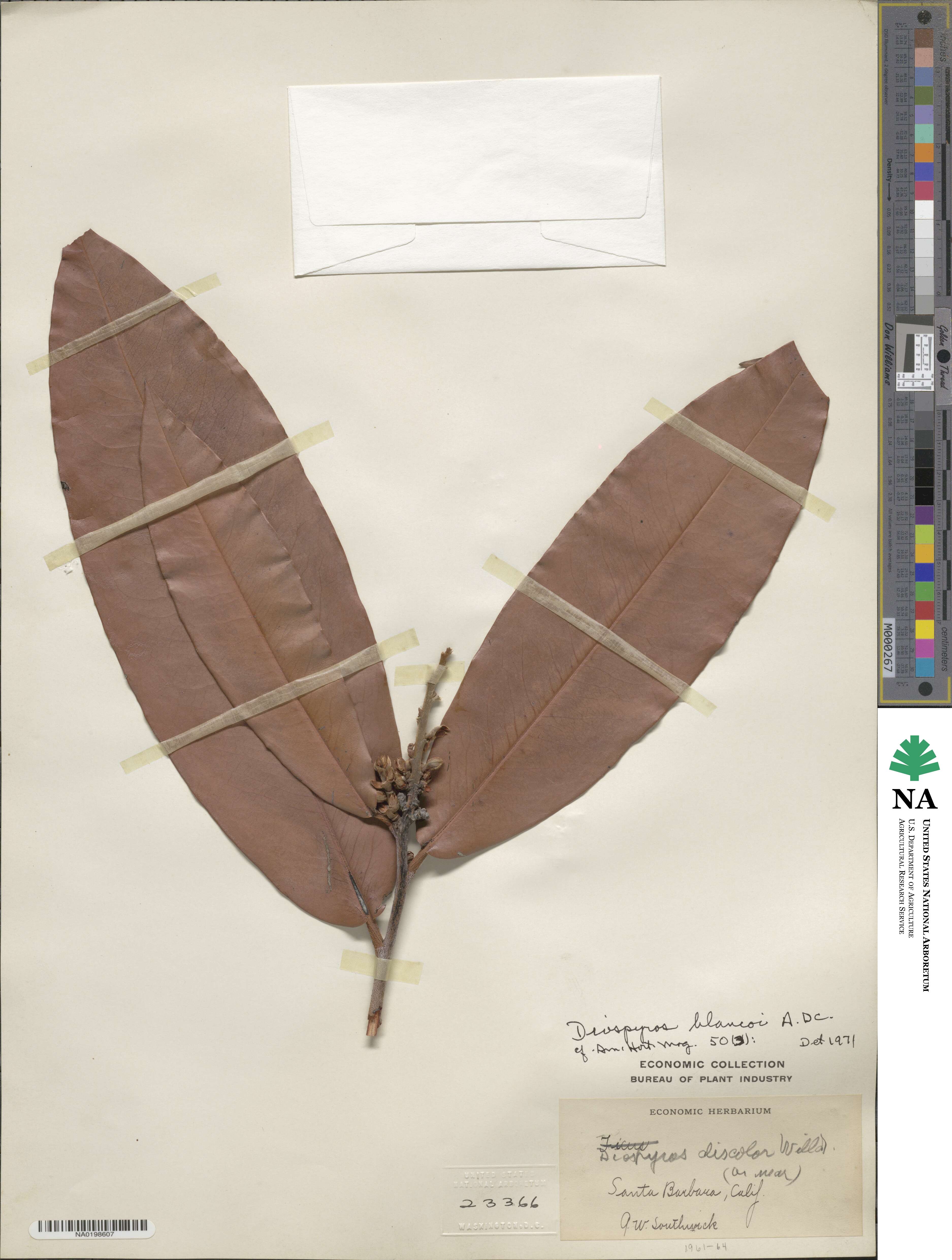 Diospyros blancoi image