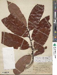 Diospyros blancoi image