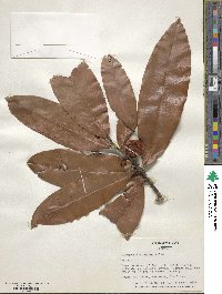 Diospyros blancoi image