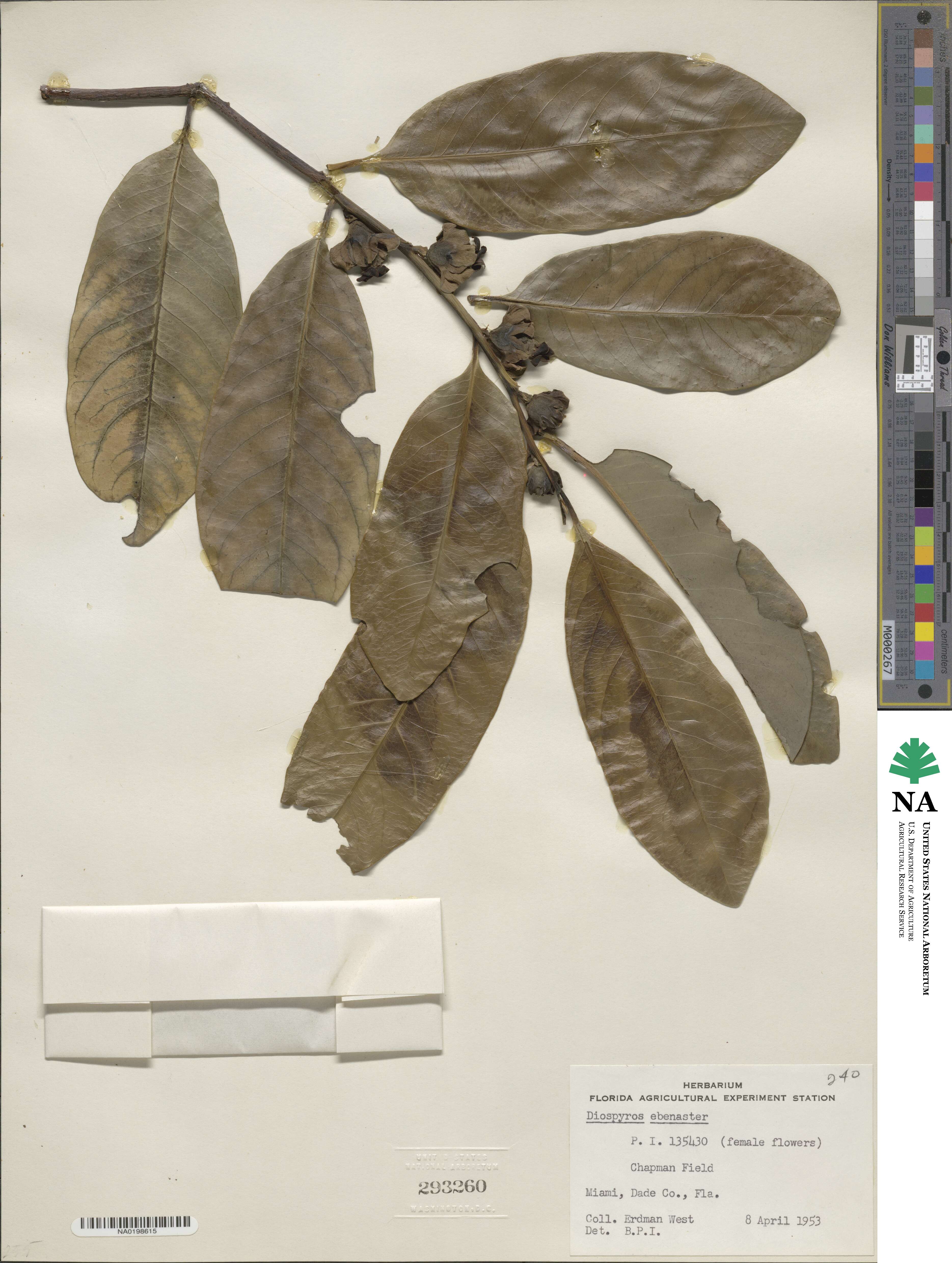 Diospyros ebenaster image