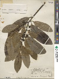 Diospyros ebenaster image
