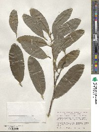 Diospyros ebenum image