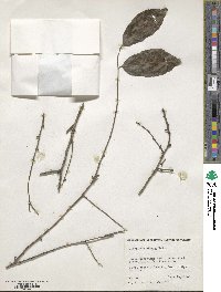 Diospyros ebenum image