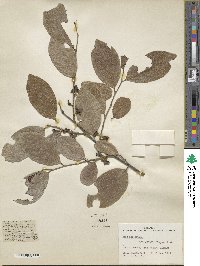 Diospyros inconstans image