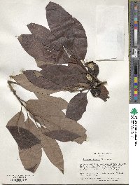 Diospyros japonica image