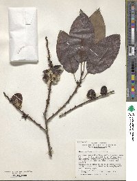 Diospyros japonica image