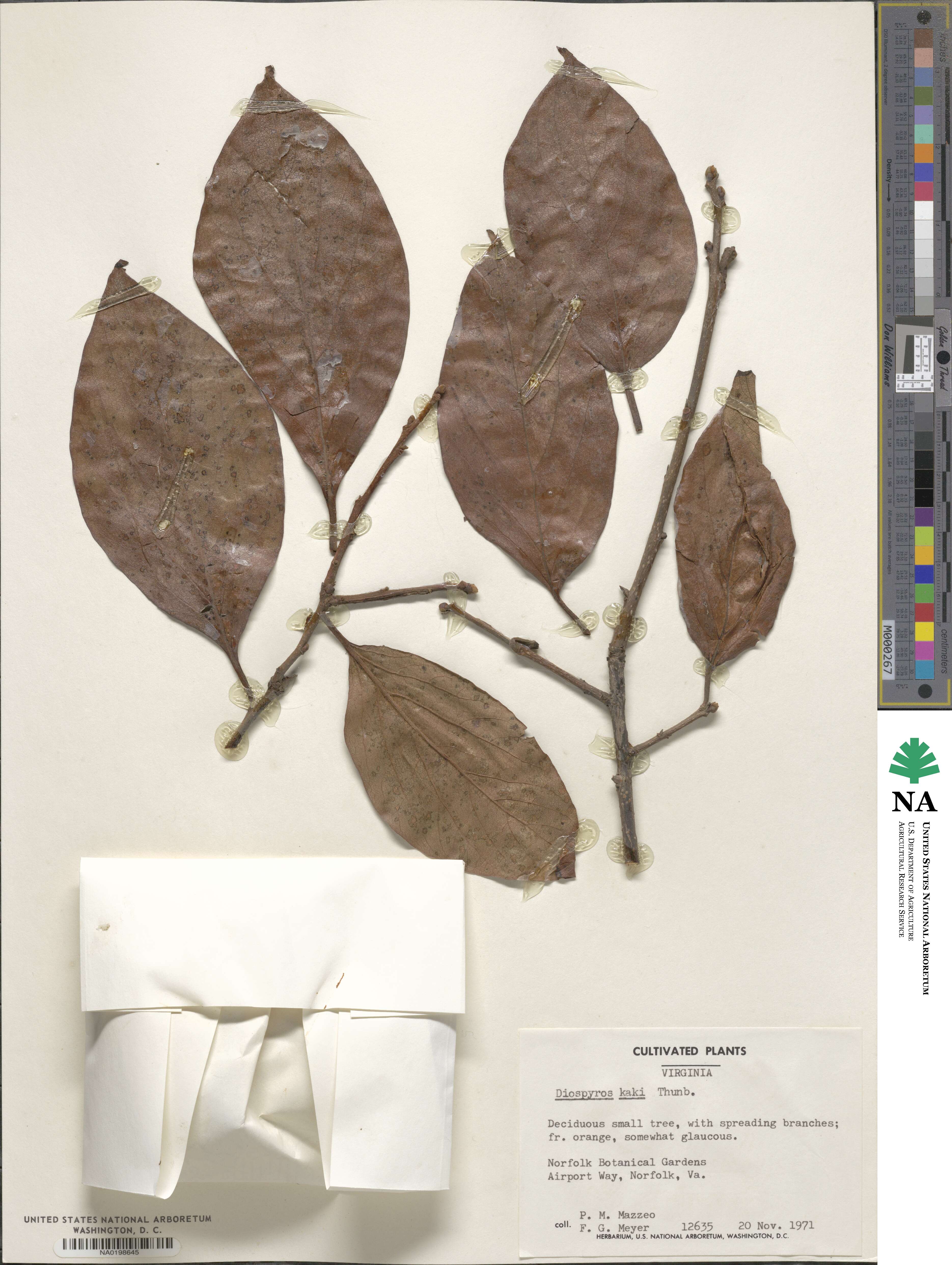 Ebenaceae image