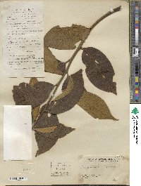 Diospyros kaki image