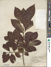 Diospyros kaki image