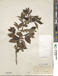 Diospyros kaki image