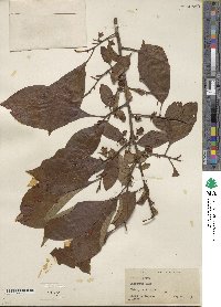 Diospyros kaki image