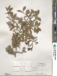 Diospyros kaki image