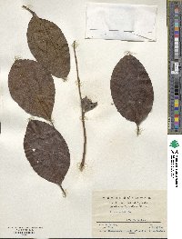 Diospyros kaki image