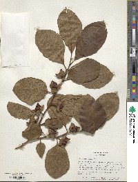 Diospyros kaki image