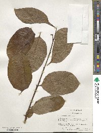 Diospyros kaki image