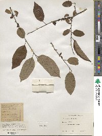 Diospyros kaki image