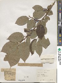 Diospyros kaki image