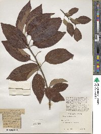 Diospyros kaki image