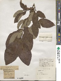 Diospyros kaki image