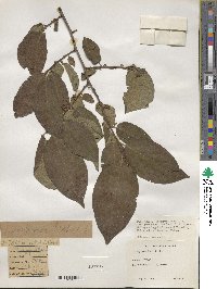 Diospyros kaki image