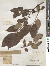 Diospyros kaki image