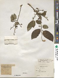 Diospyros kaki image