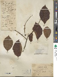 Diospyros kaki image