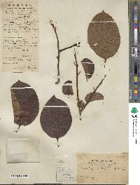 Diospyros kaki image