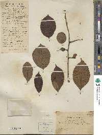 Diospyros kaki image