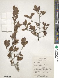 Diospyros kaki image