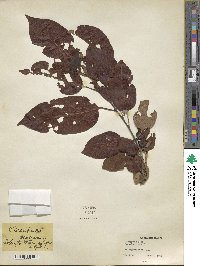 Diospyros kaki image