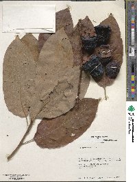 Diospyros kaki image