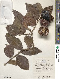 Diospyros kaki image