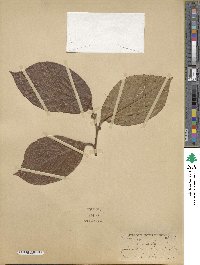 Diospyros kaki image