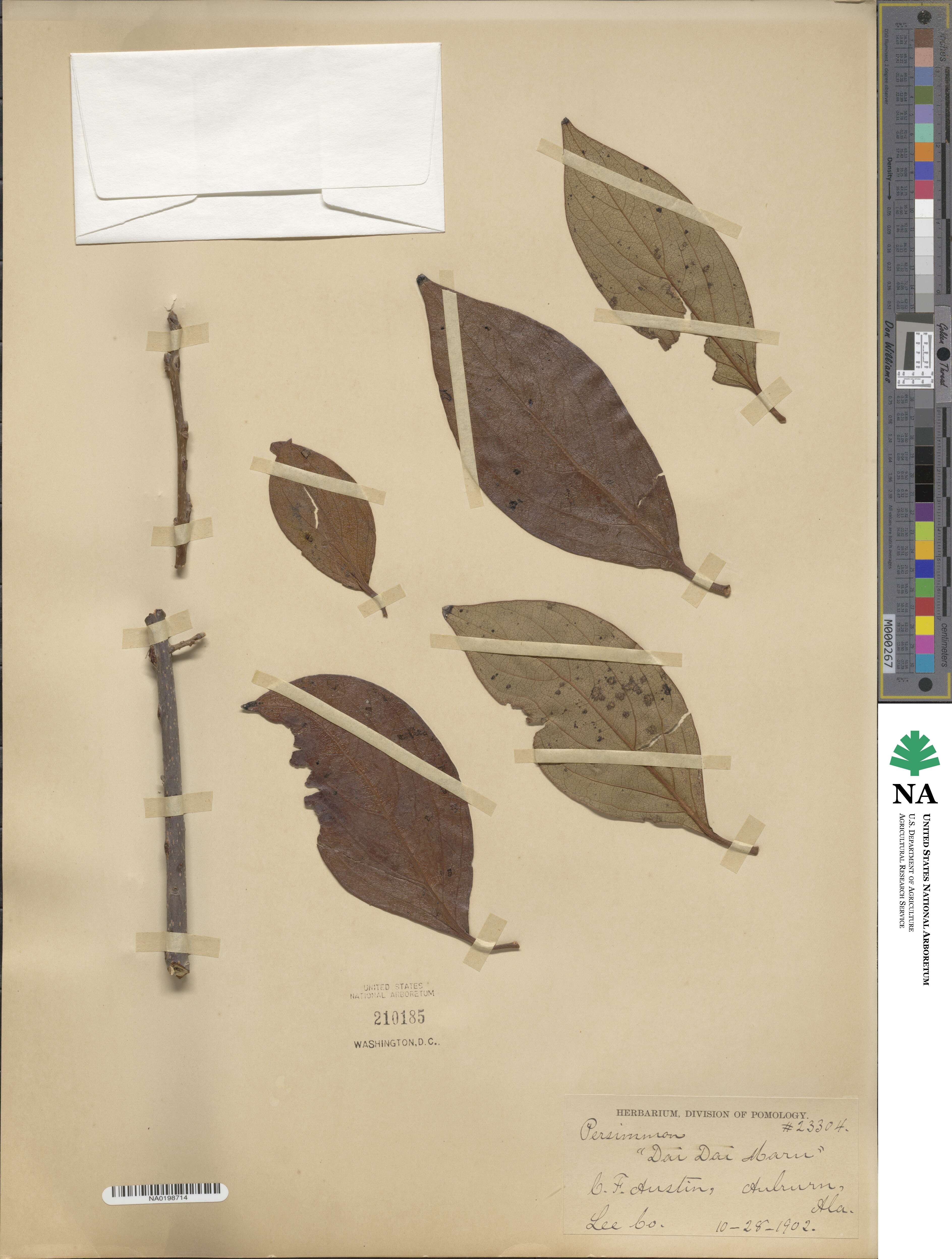 Diospyros kaki image
